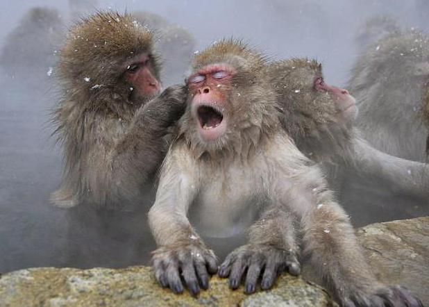 los macacos japoneses en las aguas termales