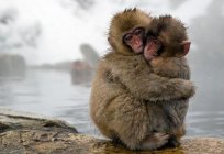 O japonês macaque (foto). Japonês de neve macacos