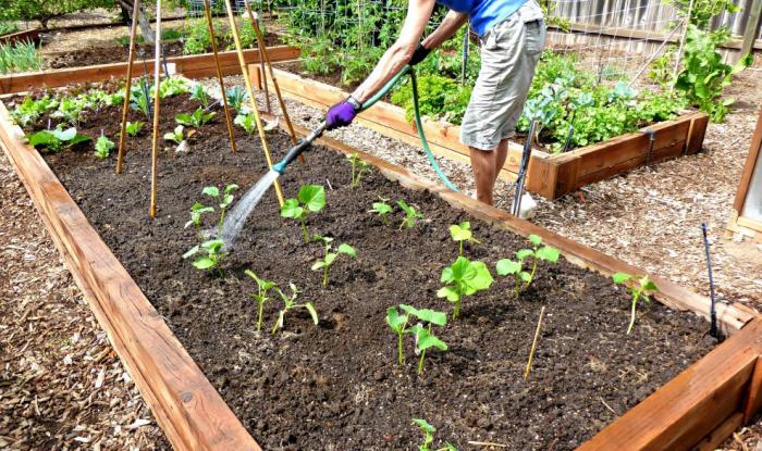 підготовка насіння до посадки огірків в теплиці