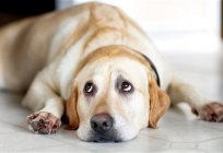 How to find out the age of a dog without documents? When does the dog get older than the owner?