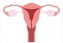 Die Blutversorgung der Gebärmutter und Anhängsel