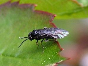 diseases of black currant