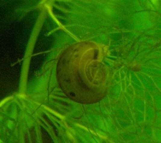 Snail coil in the aquarium
