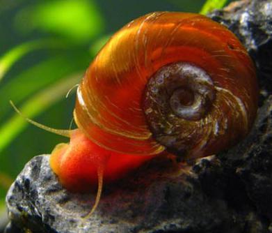 Aquarium snail coil