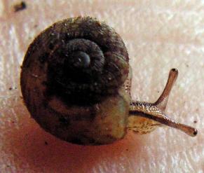 Coil snail reproduction