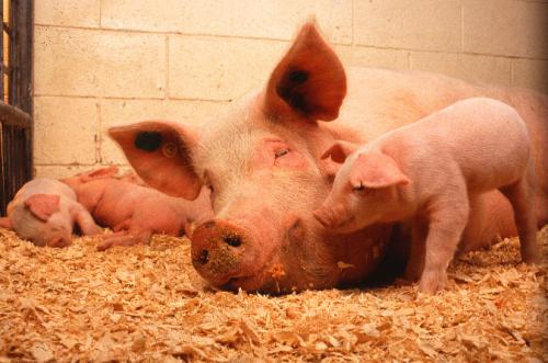 the diet of piglets on fattening