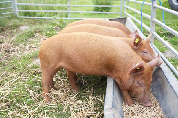 how to raise pigs for fattening