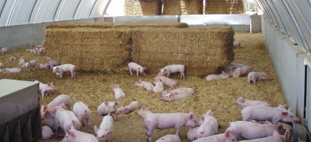 tucz świnie na биодобавках