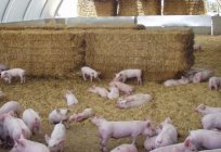 Odpowiedni tucz świnie na mięso w warunkach domowych
