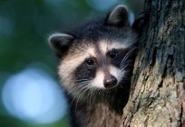 Raccoon-polosun at home. Raccoon at home: reviews about the content and breeding