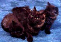 Breed of brown cats