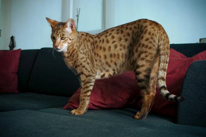 the rarest breed of cats in the world