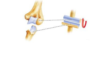 足関節の解剖
