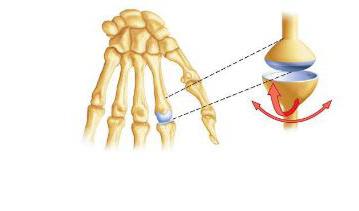 das Schultergelenk-Anatomie des Menschen