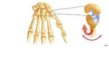 types of human joints
