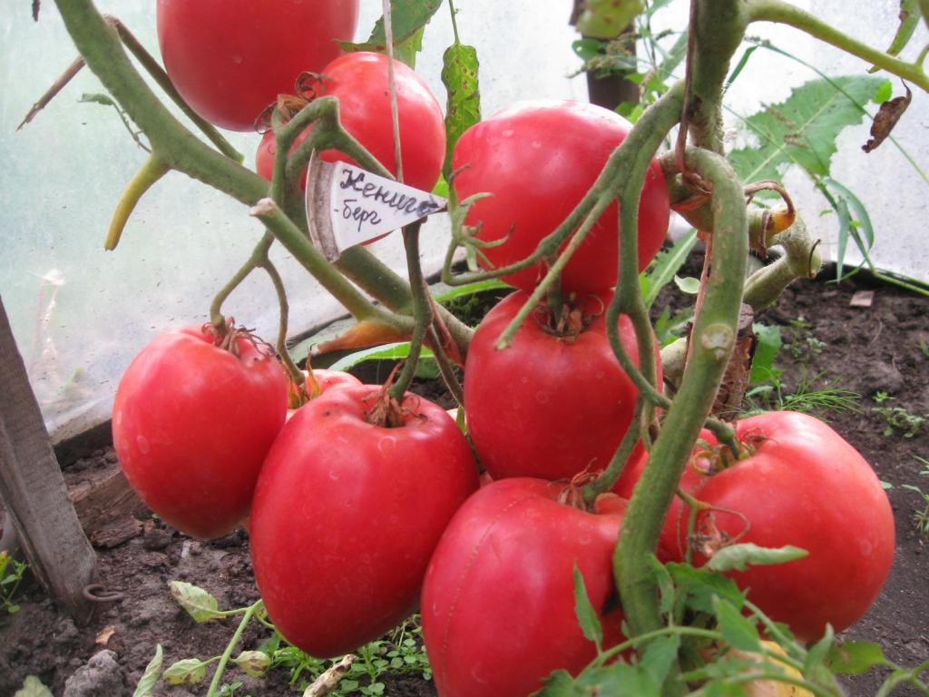 photo of tomato königsberg