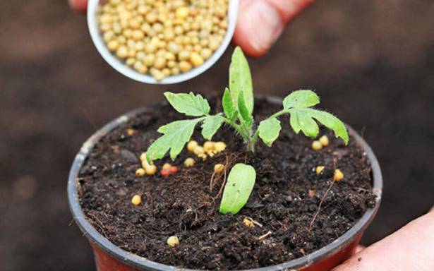 caring for tomato seedlings
