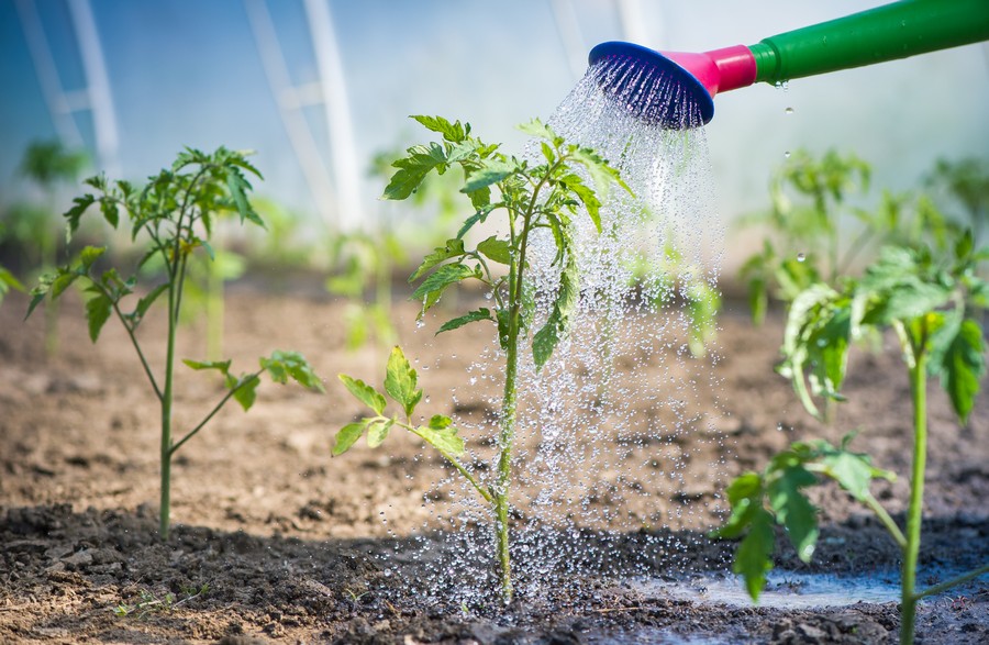 watering seedling tomatoes