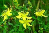 Medicinal properties St. John's wort and its use in folk medicine