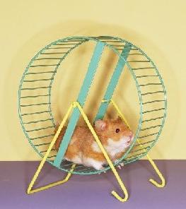 Hamster häusliche Pflege
