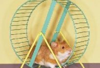 Care of hamsters at home: expert advice