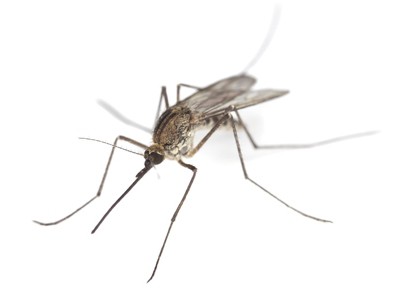 samce komara