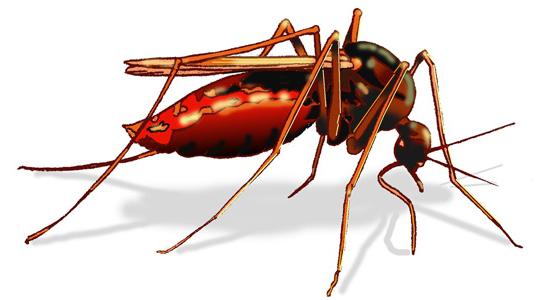 samica komara