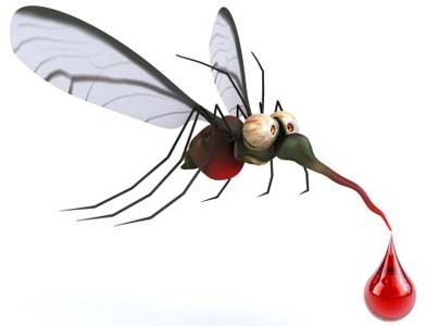 das Leben einer Mücke