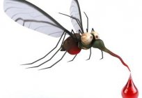 La naturaleza viva: benignos de los machos de los mosquitos y su 