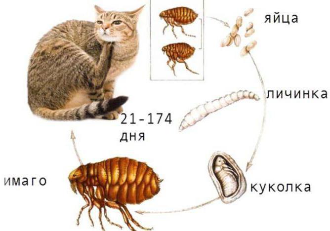 home fleas how to get rid of in the home