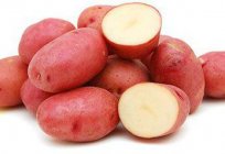 最好的超早品种的土豆