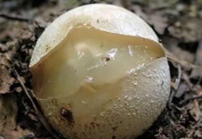 真菌的阴茎治疗