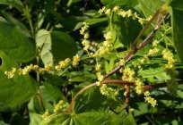 El ñame es una planta de la familia de диоскорея: descripción, tipos de cultivo, uso y contraindicaciones