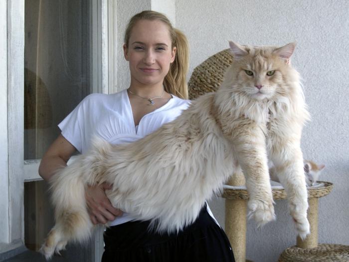 cat breed the Maine Coon