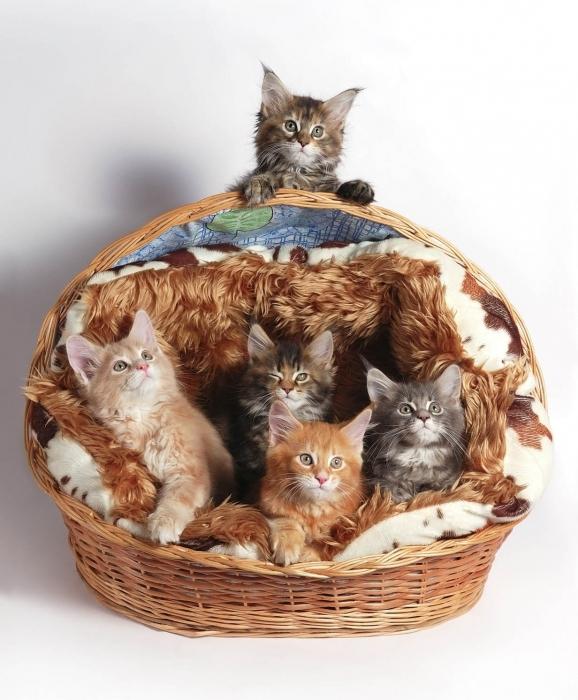 Cattery von Katzen der Rasse Maine Coon