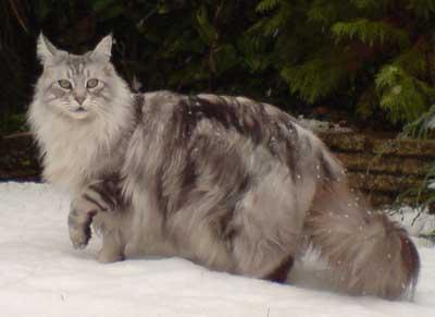 photo of cats of breed Maine Coon