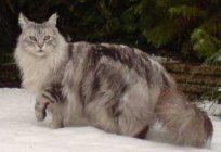 Majestoso e graciosas gato: raça maine-coon