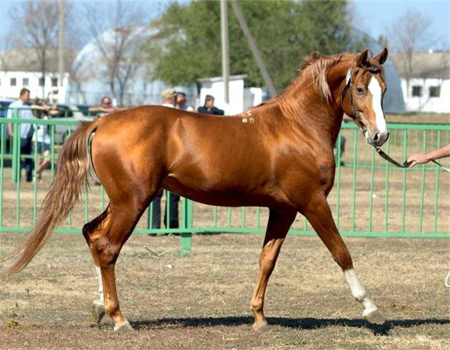 the don horse breed characteristics