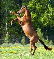 Donskaya breed-horses in nature
