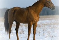 Don raça de cavalo: descrição e foto