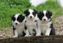 Border collie (Border Collie). Border collie - puppies. The border collie - breed profile