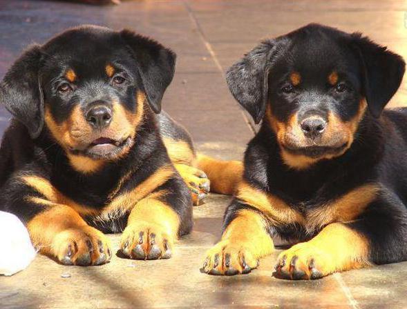 how to raise a Rottweiler puppy