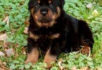 How to raise a Rottweiler properly?
