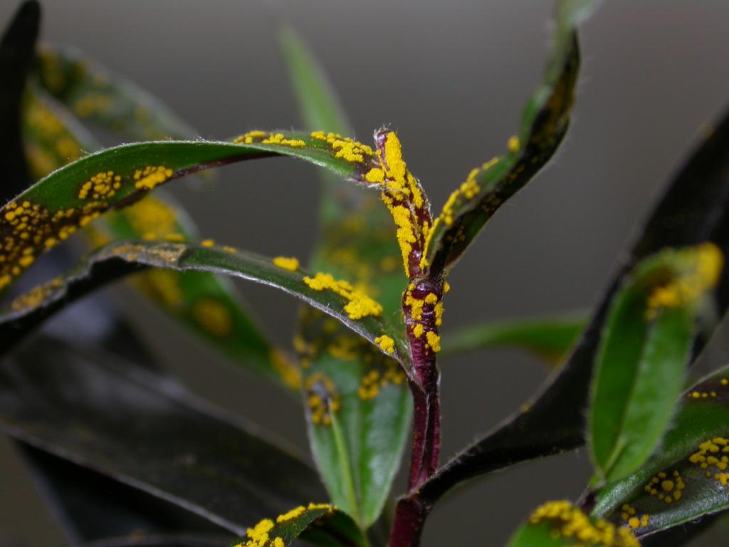 the plant Disease Myrtle