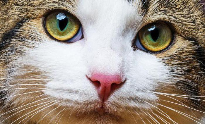 herpes in cats