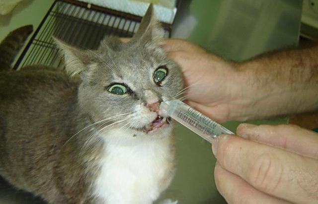 causes of herpes in cats