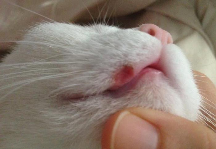 herpes in cats lip