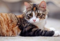 Herpes in cats: possible causes and treatments