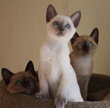 kolory тонкинских kotów