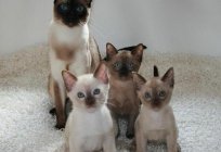 The Tonkinese: a description of the breed and photos